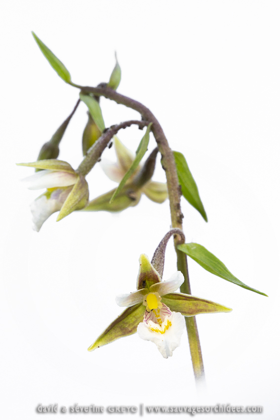 Epipactis palustris