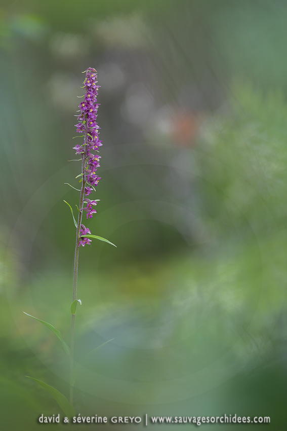 Epipactis pourpre-noirâtre