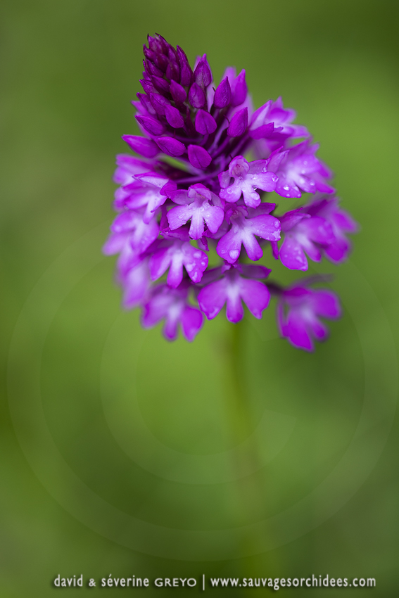 Orchis pyramidal ; Pyramidal orchid