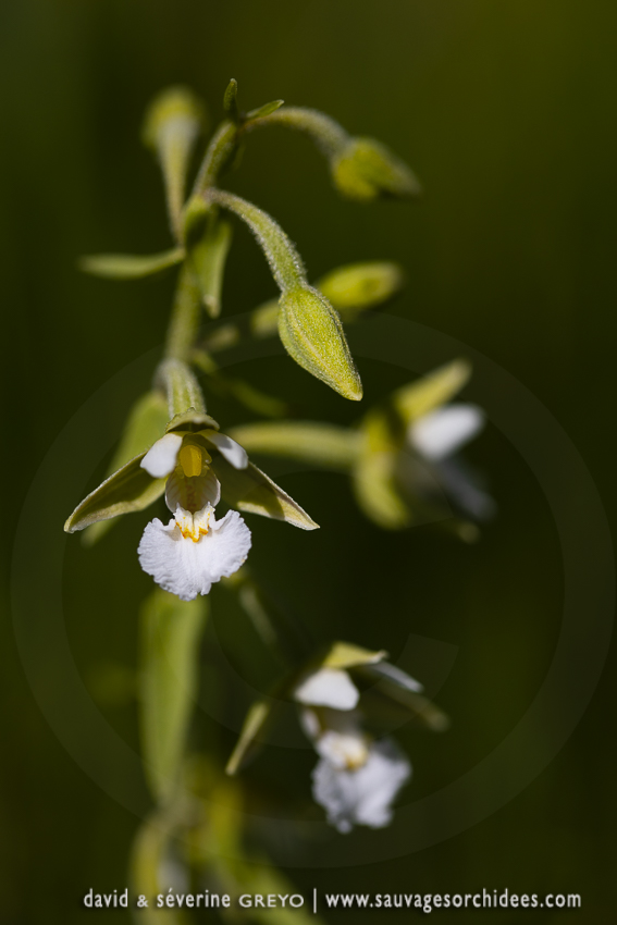 Epipactis palustris