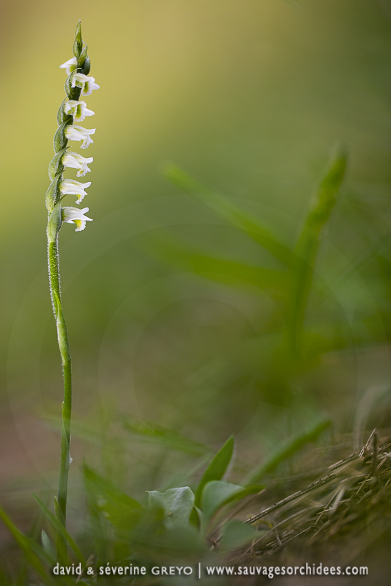 Spiranthes spiralis