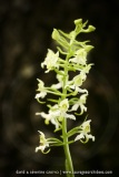 Orchis verdatre