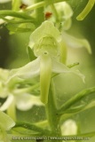 Orchis verdatre