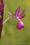 Anacamptis laxiflora - syn. Orchis laxiflora