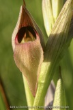 Serapias lingua