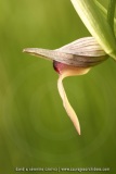 Serapias lingua