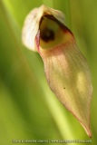 Serapias lingua