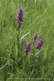 Dactylorhiza majalis