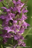 Dactylorhiza majalis