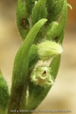 Goodyera repens