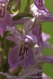 Dactylorhiza junialis