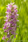 Dactylorhiza praetermissa ssp. junialis