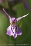 Dactylorhiza junialis