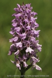 Dactylorhiza praetermissa