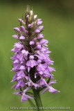 Dactylorhiza praetermissa