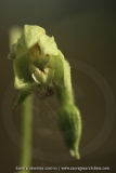 Epipactis phyllanthes