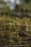 Epipactis phyllanthes