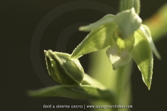 Epipactis phyllanthes