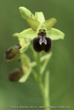 Ophrys argensonnensis