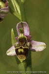 Ophrys santonica