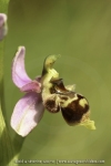 Ophrys santonica