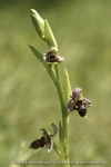 Ophrys santonica