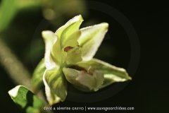 Epipactis helleborine