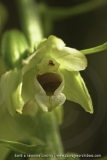 Epipactis muelleri