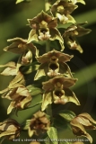 Epipactis helleborine