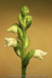 Goodyera repens