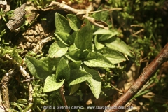 Goodyera repens
