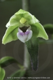 Epipactis purpurata