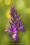 Dactylorhiza elata