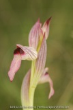 Serapias lingua