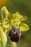 Ophrys sulcata