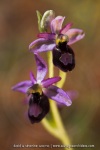 Ophrys drumana