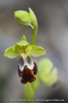 ophrys bilinulata