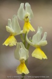 Orchis pauciflora