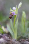 Ophrys scolopax