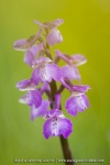 Anacamptis morio