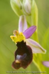 Ophrys aurelia