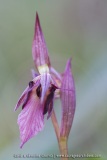 Serapias lingua