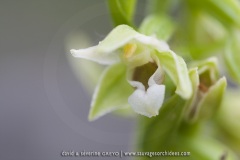 Epipactis leptochila