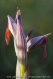 Serapias parviflora