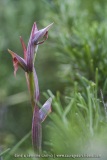 Serapias parviflora