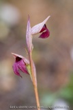 Serapias lingua
