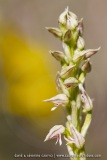 Neotinea maculata
