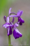 Anacamptis picta