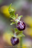 Ophrys provincialis
