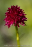 Nigritelle d'Autriche - Gymnadenia austriaca